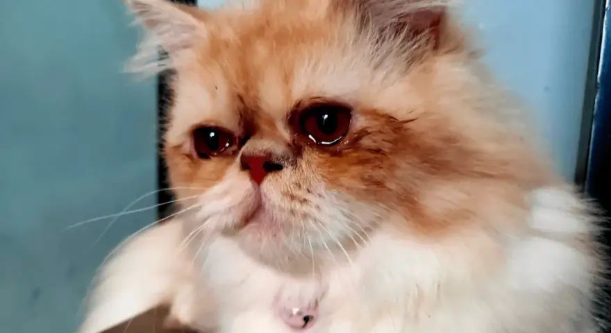 Un gatto persiano dagli occhi rossi sembra piangere con le lacrime, il suo pelo arancione e bianco è soffice.