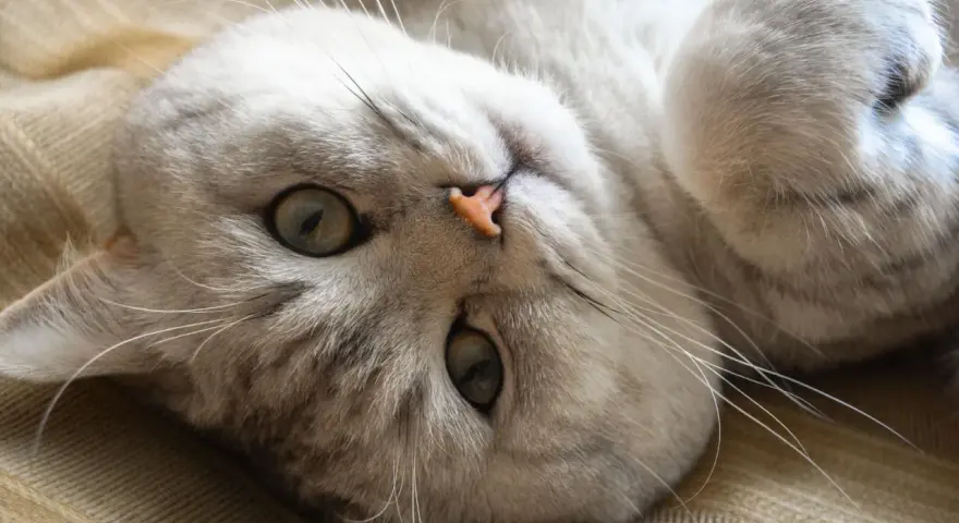 Gatto sdraiato, con occhi verdi e naso rosa. Sembra rilassato, forse emette uno dei tanti tipi di fusa del gatto.