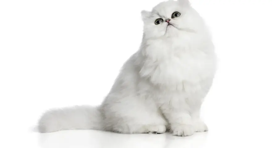 Un gatto bianco con pelo lungo, una delle tante razze gatti pelo lungo, posa con sguardo curioso.