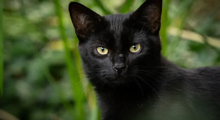 Un elegante gatto Bombay nero con occhi dorati scruta attentamente dalla vegetazione verdeggiante.