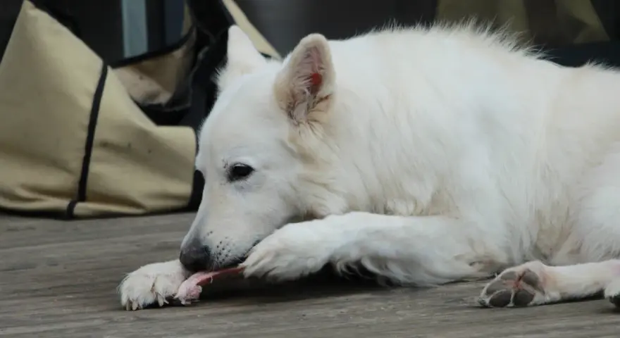 Cane bianco che rosicchia con gusto un pezzo di carne di cavallo, appoggiato su un tavolato di legno.