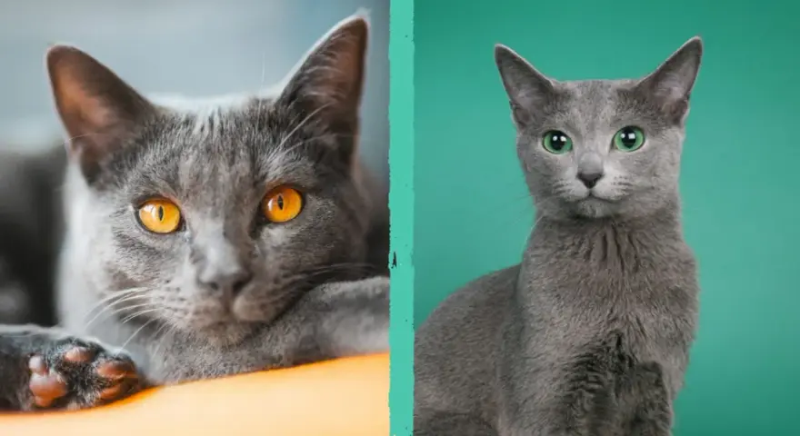 Due gatti soriani grigi, uno con occhi ambra e l'altro con occhi verdi, si guardano intensamente.