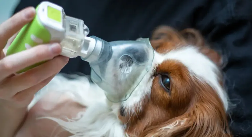 Cane con maschera nebulizzatrice per curare edema polmonare. La terapia aiuta il suo recupero.