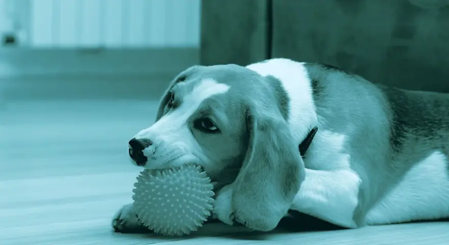 Un beagle gioca con un osso per cani denti, un giocattolo a forma di palla con punte, sdraiato sul pavimento.