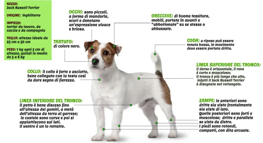 Jack Russell Terrier: cane da lavoro, caccia e compagnia. Il suo carattere vivace e brioso si riflette negli occhi a mandorla.