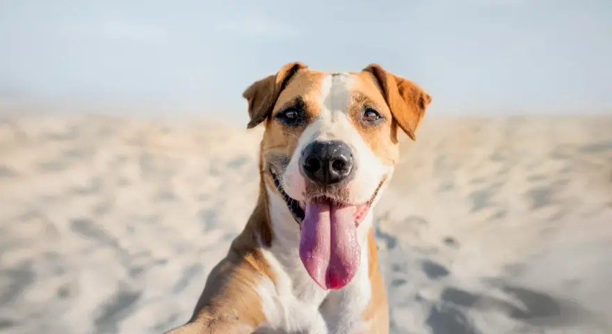 Un felice cane amstaff con la lingua fuori, seduto sulla sabbia con uno sfondo sfocato.