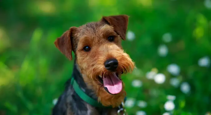 Un allegro welsh terrier con la lingua fuori, in un prato fiorito.