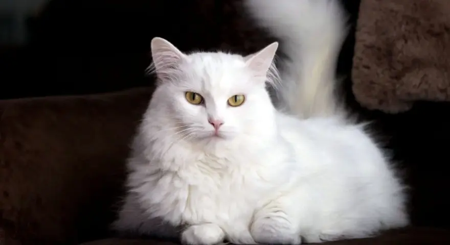Gatto bianco con occhi azzurri, una splendida razza dal pelo lungo e folto, posa elegantemente su un divano scuro.