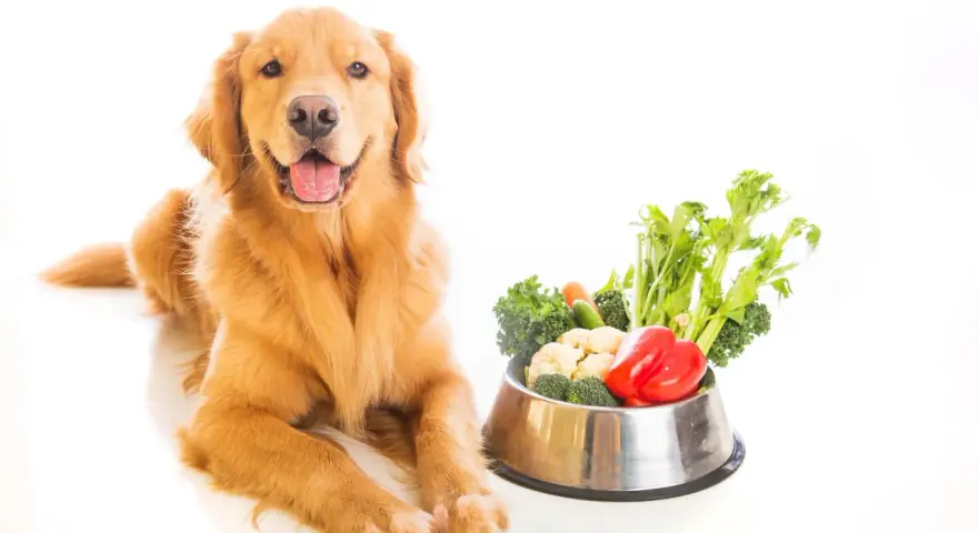 Un golden retriever sorride accanto a una ciotola piena di verdure fresche, tra cui broccoli, cavolfiori e peperoni rossi. I cani possono mangiare le melanzane, e questa ciotola è un esempio di dieta sana.