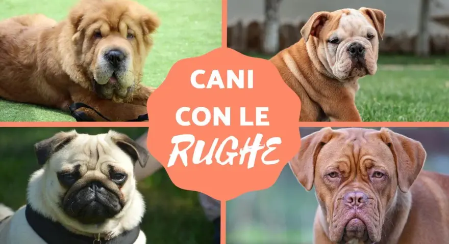 Quattro cani con le rughe: uno Shar Pei, un Bulldog Inglese, un Carlino e un Dogo di Bordeaux.
