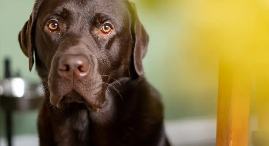 Un adorabile labrador retriever marrone con occhi dolci guarda dritto in camera, con un raggio di sole giallo sullo sfondo.