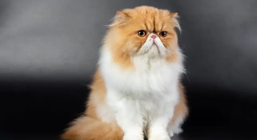 Gatto persiano dal muso schiacciato, con pelo lungo e folto color albicocca e bianco, seduto su sfondo scuro.