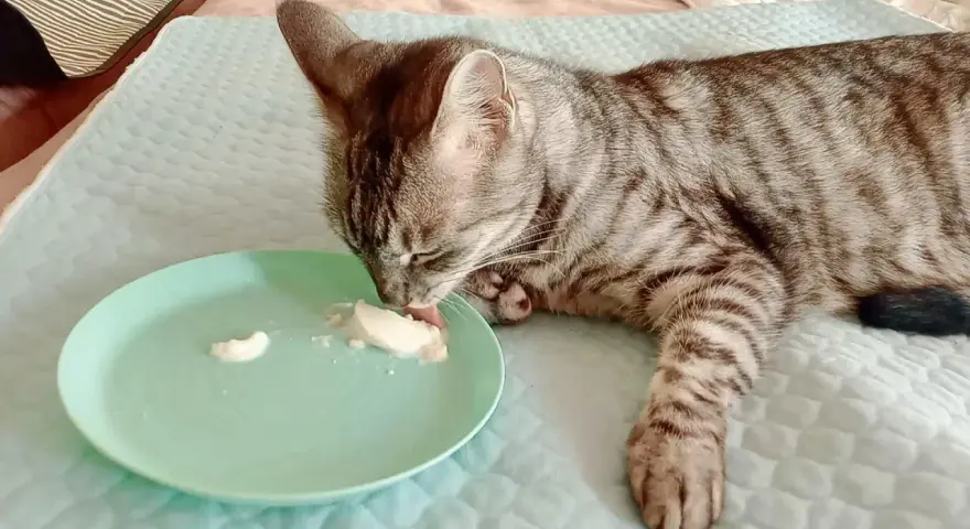 Un gatto tigrato grigio lecca con gusto lo yogurt da un piattino verde.
