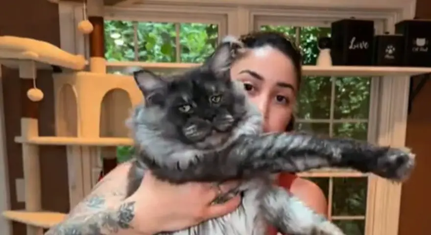 Un imponente Maine Coon, noto per le sue dimensioni, posa con la sua umana.