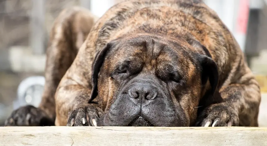 Un maestoso mastiff inglese riposa, con il muso appoggiato su un tronco di legno. Il suo manto tigrato è magnifico.