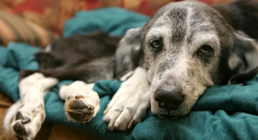 Un cane anziano con pelo grigio riposa su un cuscino verde. La sua espressione è stanca, forse riflette quanto vive un cane con demenza senile.