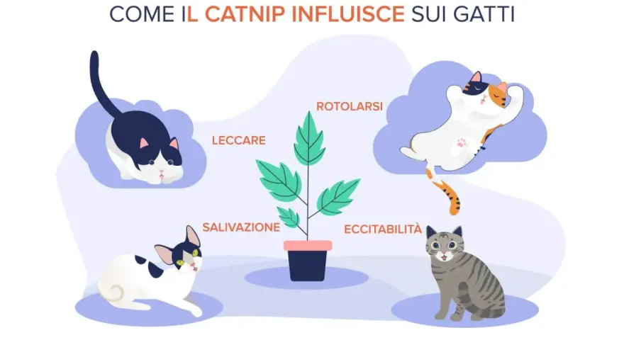 Il catnip cos'è? L'erba gatta provoca reazioni come rotolarsi, leccare, salivazione ed eccitabilità nei gatti, come illustrato.