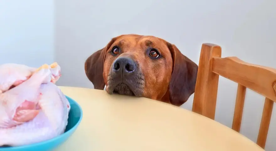 Cane con occhi imploranti guarda un pollo crudo su un tavolo. Chissà che carne può mangiare il cane?