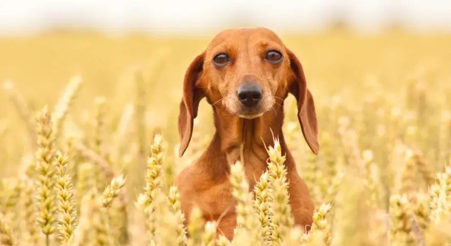 Un bassotto marrone si nasconde tra le spighe dorate di un campo di farro, con uno sguardo curioso.