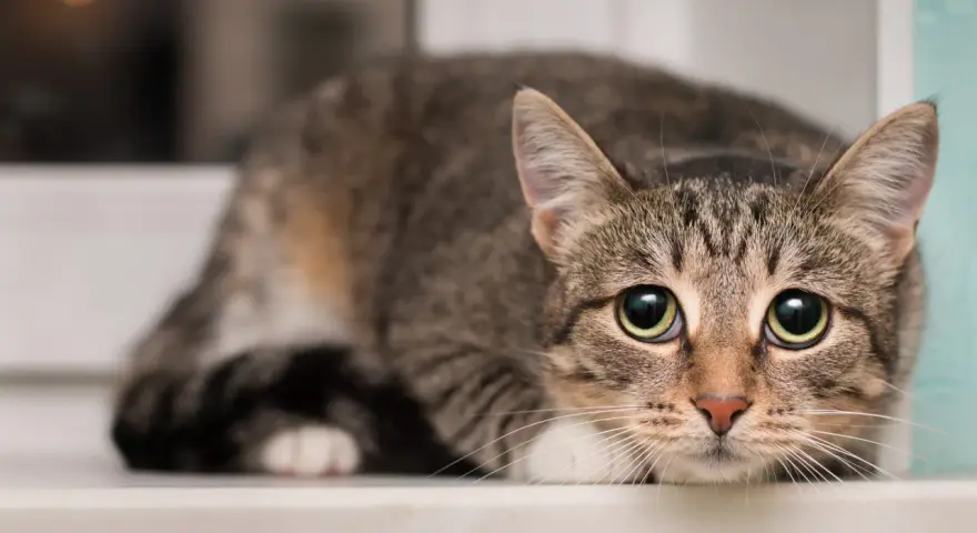 Gatto tigrato con occhi spalancati, forse si chiede di cosa hanno paura i gatti, nascosto sul davanzale.