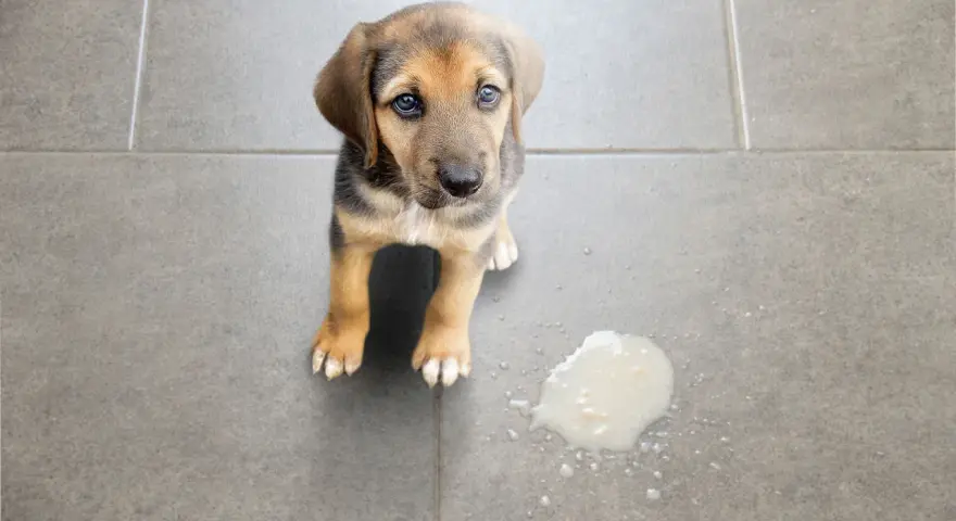 Dolce cucciolo con occhi tristi accanto a una macchia di vomito cane sul pavimento piastrellato.