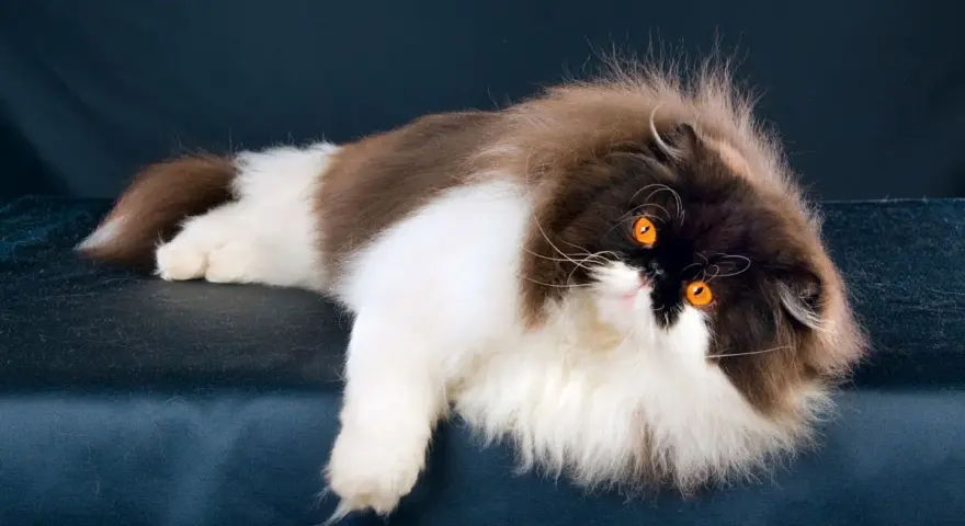 Gatto persiano dal carattere regale, con folta pelliccia bicolore e occhi arancioni penetranti, posa con eleganza su uno sfondo scuro.