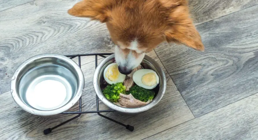 Un cane curioso annusa una ciotola con uova sode, broccoli e pollo. Sì, i cani possono mangiare le uova!