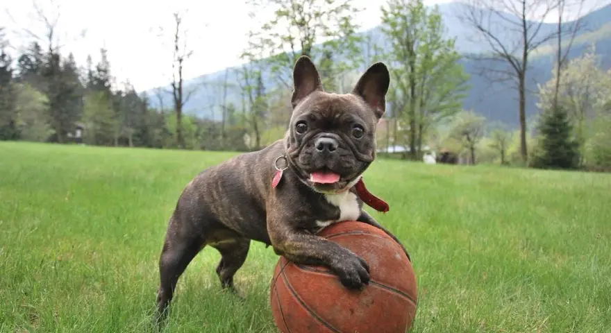 Un adorabile bulldog francese, con le sue tipiche dimensioni, gioca con un pallone da basket in un prato verde.