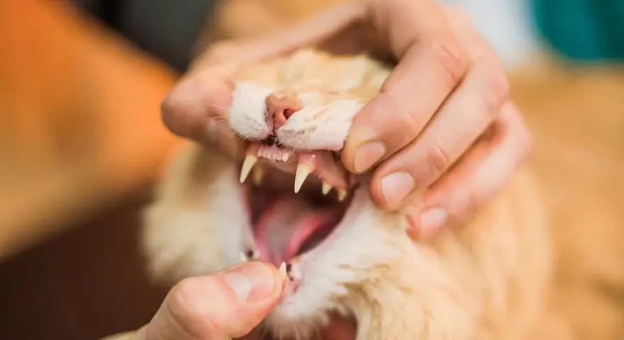 Mano che esamina la bocca aperta di un gatto arancione, mostrando i suoi denti aguzzi. Si nota che i denti del gatto cadono, forse a causa dell'età o di un problema di salute.