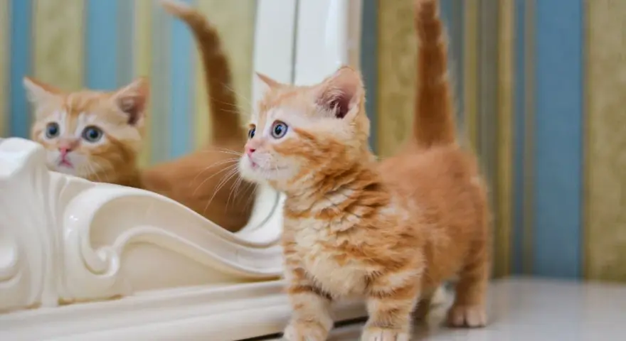 Un adorabile gattino munchkin arancione con occhi azzurri guarda il suo riflesso in uno specchio.