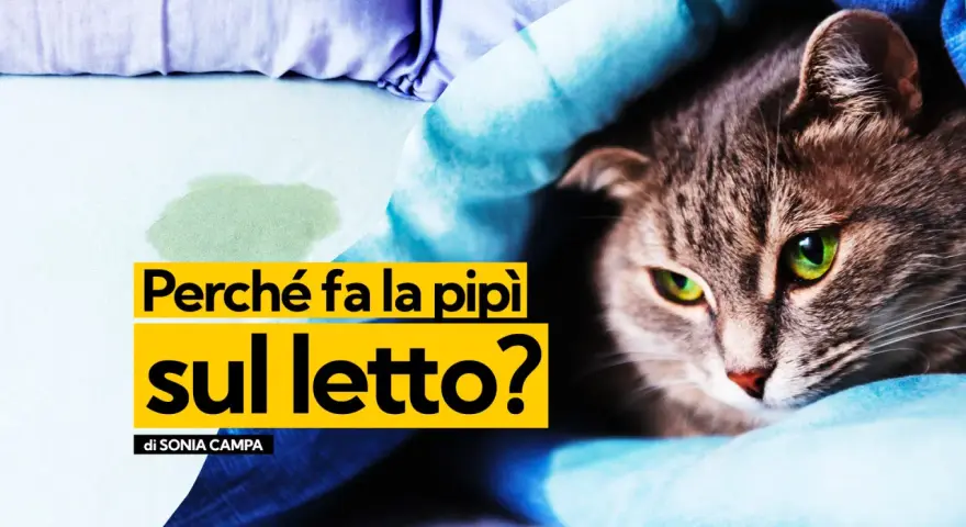 Gatto con occhi verdi su un letto macchiato, con testo "Perché fa la pipì sul letto?".