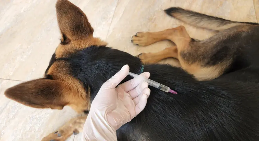 Mano con guanto somministra iniezione a cane. Prevenzione dei sintomi della leptospirosi nel cane.