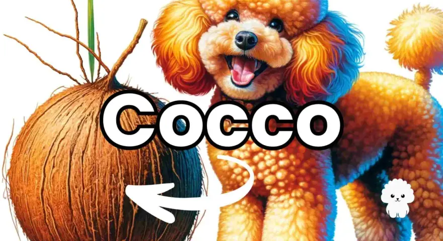 Un barboncino sorridente accanto a un cocco, con una freccia che indica che i cani possono mangiare il cocco.