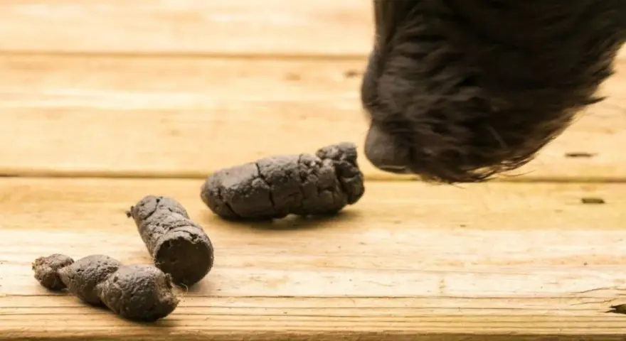 Un cane coprofago annusa delle feci sul legno.