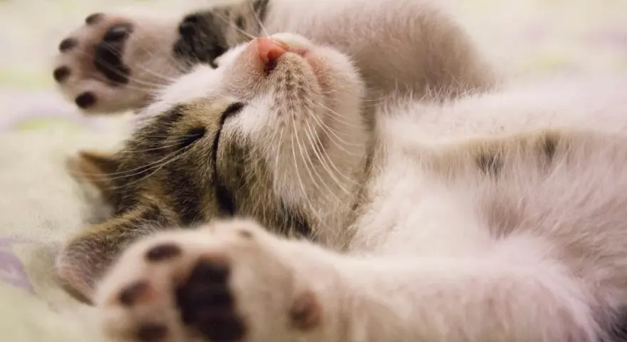 Un gatto dorme sereno, con le zampine in aria. Un segno che ti vuole bene? Forse, quando si sente al sicuro.
