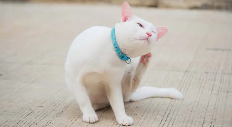 Un gatto bianco con un collare azzurro si gratta le orecchie con la zampa posteriore, un'espressione soddisfatta sul muso.