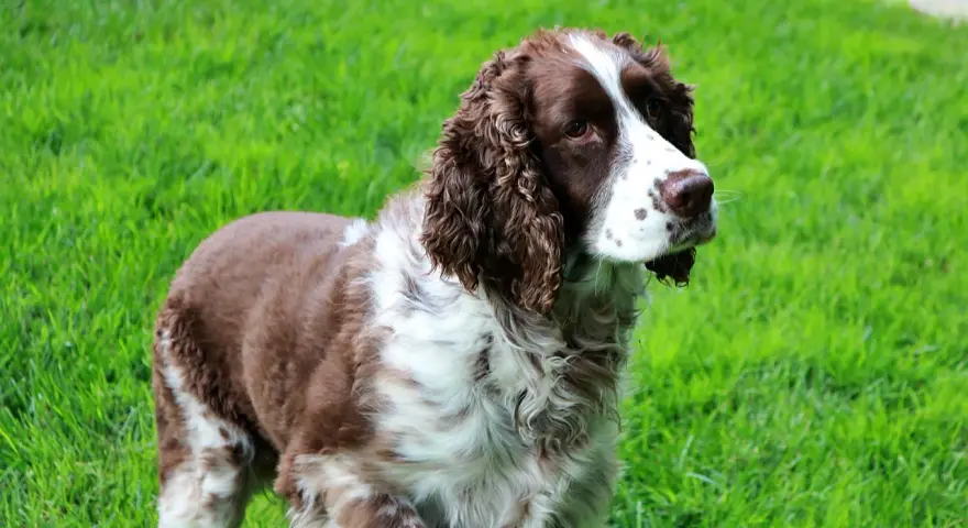 Un elegante springer spaniel marrone e bianco, con il pelo ondulato, osserva attentamente l'erba verde brillante.