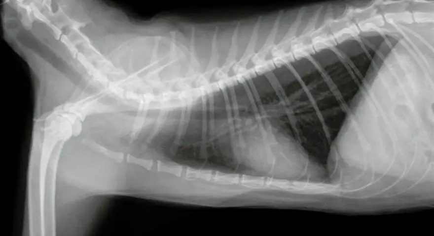 Radiografia toracica di un gatto con versamento pleurico, evidenziato da un'opacità scura nella cavità toracica.