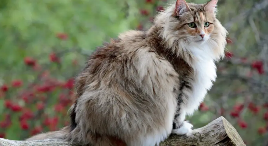 Un magnifico gatto norvegese delle foreste, con folta pelliccia e occhi verdi, posa su un tronco d'albero.