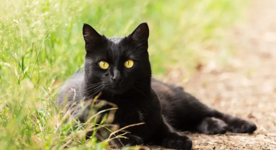 Un magnifico gatto nero razza, con occhi gialli penetranti, riposa sull'erba verde e terra battuta.