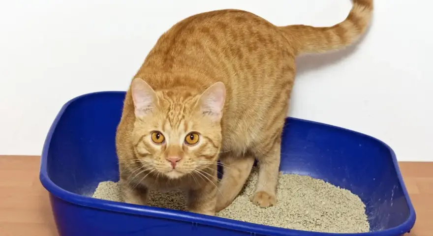 Gatto arancione in lettiera blu. Se il tuo gatto ha la cistite, cerca rimedi naturali per aiutarlo.