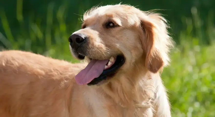 Un golden retriever dal temperamento amichevole, con la lingua fuori, in un prato verde.