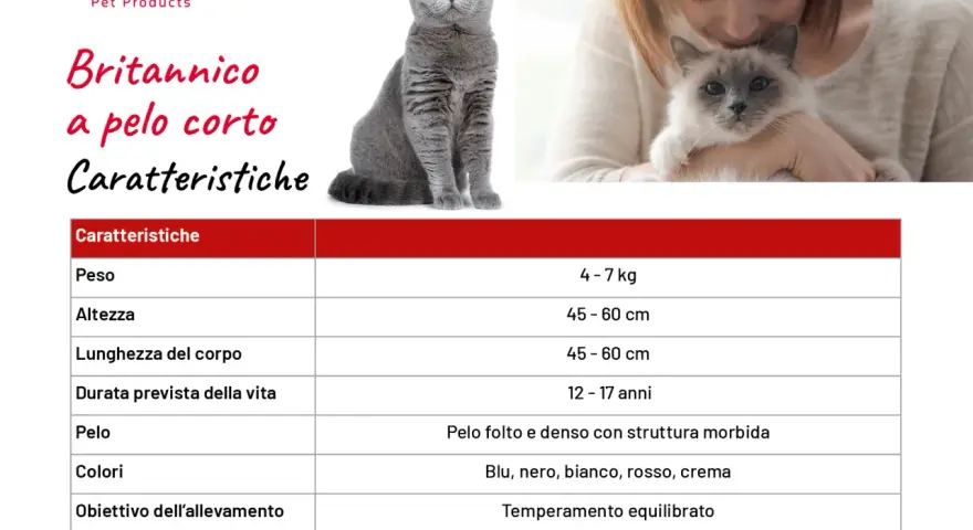 Caratteristiche del British Shorthair: peso 4-7 kg, pelo folto e denso, temperamento equilibrato.