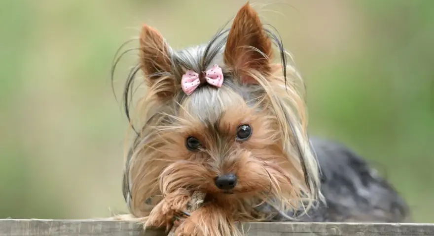 Dolce yorkshire terrier con fiocco rosa, il suo temperamento vivace si riflette negli occhi attenti mentre gioca con un bastoncino.