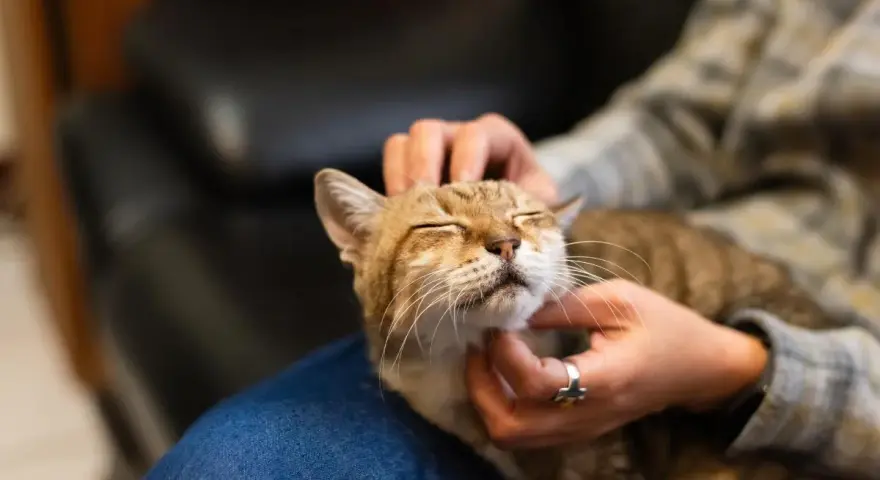 Un gatto tigrato con gli occhi chiusi riceve carezze, forse per questo i gatti fanno le fusa quando li accarezzi, esprimendo contentezza.