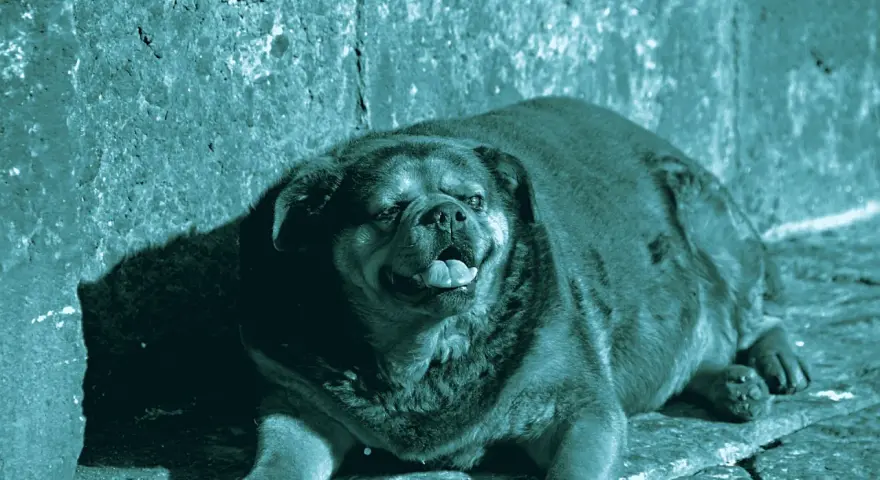 Un cane obeso, con la lingua fuori, riposa su un terreno roccioso.