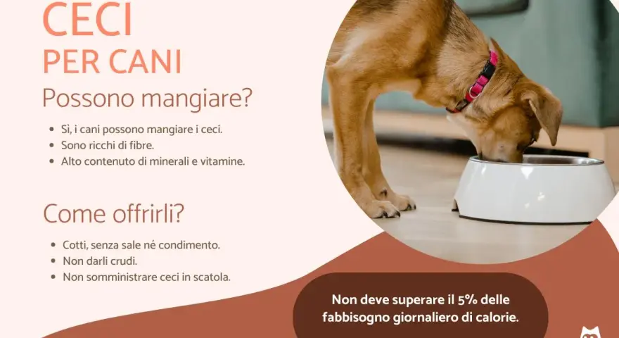 Un cane mangia da una ciotola, scopri se i cani possono mangiare i ceci, ricchi di fibre e vitamine.