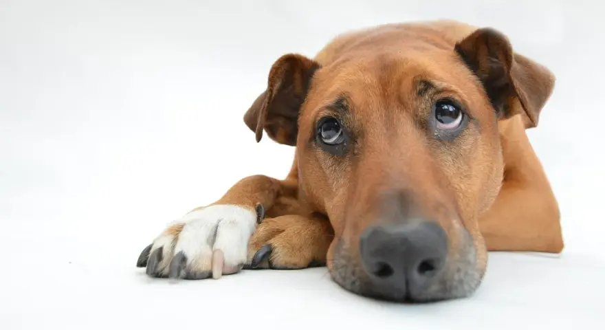 Un cane depresso con occhi tristi e un'espressione malinconica, sdraiato su uno sfondo bianco.