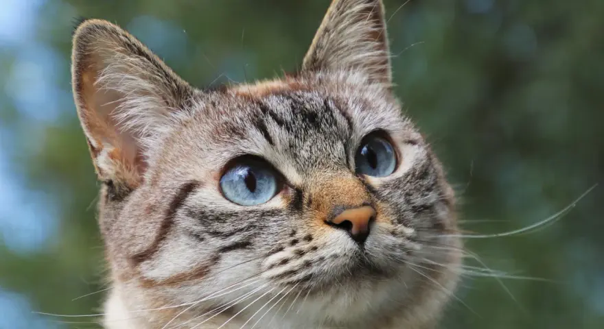 Primo piano di un gatto dagli occhi azzurri, con un pelo tigrato e morbido. Potrebbe essere un gatto con problemi di struvite.