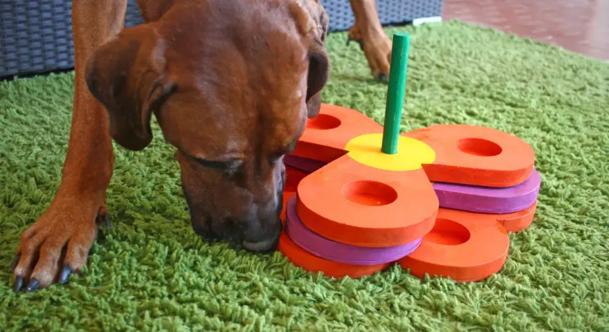 Un cane marrone annusa un gioco fai da te per l'attivazione mentale, composto da anelli colorati impilati su un bastoncino verde.